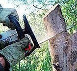 Best Stump Grinding and Removal  in Redlands, CO