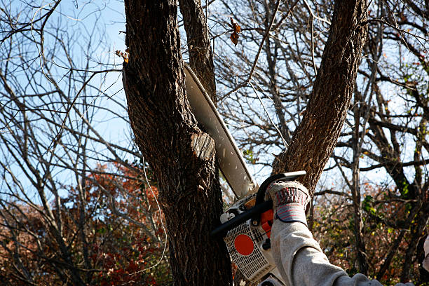 Mulching Services in Redlands, CO